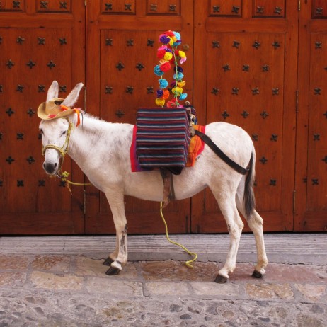San Miguel Fiesta Donkey